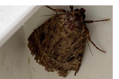 <i>Amphipyra berbera/pyramidea</i>