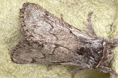 <i>Trichiura crataegi</i>