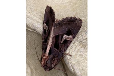 <i>Trigonophora flammea</i>