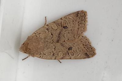 <i>Propenistra laevis</i>
