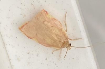 <i>Carcina quercana</i>