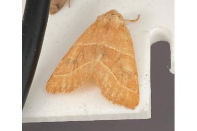 <i>Atethmia centrago</i>