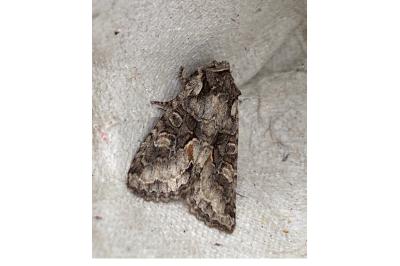 <i>Dichonia convergens</i>