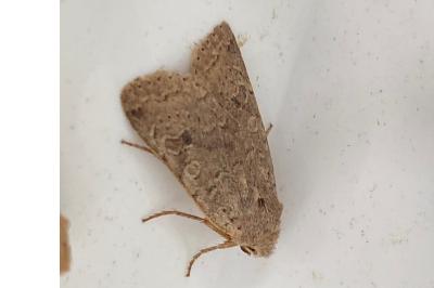 <i>Propenistra laevis</i>