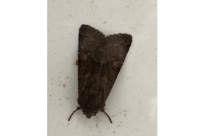 <i>Aporophyla nigra</i>