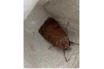 <i>Xestia xanthographa</i>