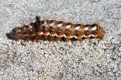 <i>Acronicta rumicis</i>