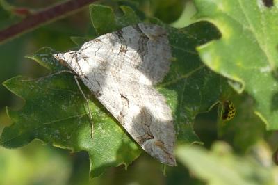 <i>Aplocera efformata/plagiata</i>