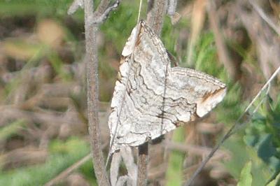 <i>Aplocera plagiata</i>