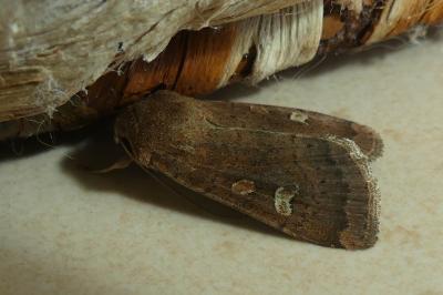 <i>Xestia xanthographa</i>