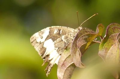 <i>Brintesia circe</i>