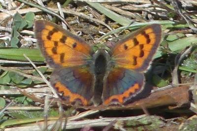 <i>Lycaena phlaeas</i>