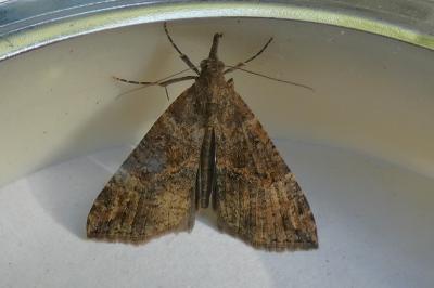 <i>Hypena obsitalis</i>
