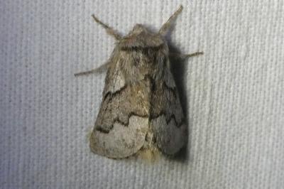 <i>Trichiura crataegi</i>