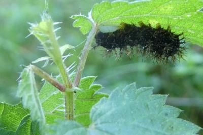 <i>Araschnia levana</i>