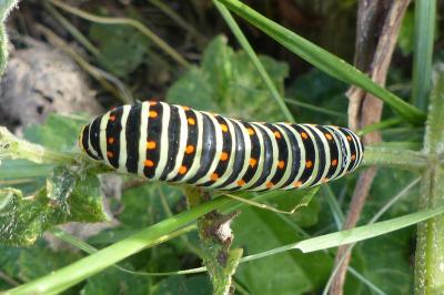 <i>Papilio machaon</i>
