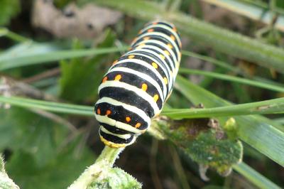<i>Papilio machaon</i>
