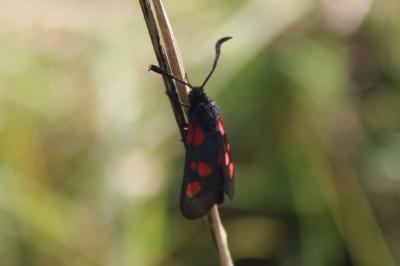 <i>Zygaena trifolii</i>