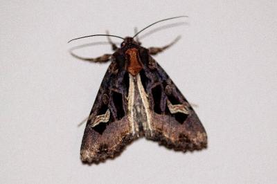 <i>Trigonophora flammea</i>