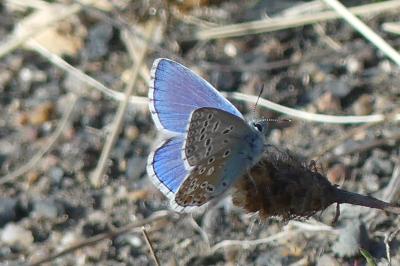 <i>Lysandra bellargus</i>