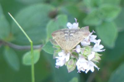 <i>Pyrausta despicata</i>