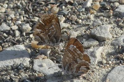 <i>Cacyreus marshalli</i>