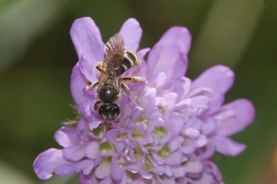 <i>Anthophila fabriciana</i>