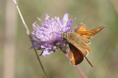 <i>Ochlodes sylvanus</i>