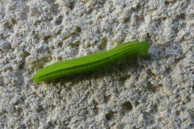 <i>Pararge aegeria</i>