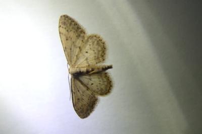 <i>Idaea seriata</i>