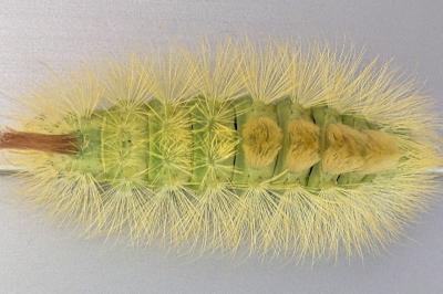 <i>Calliteara pudibunda</i>
