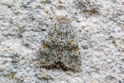 <i>Hecatera dysodea</i>