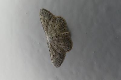 <i>Idaea seriata</i>