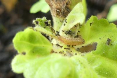 <i>Cacyreus marshalli</i>