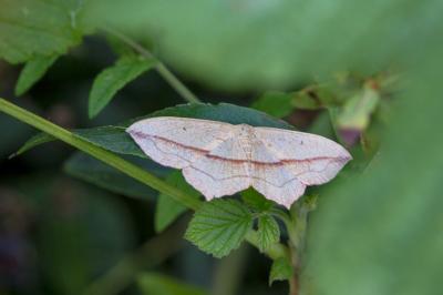 <i>Timandra comae</i>