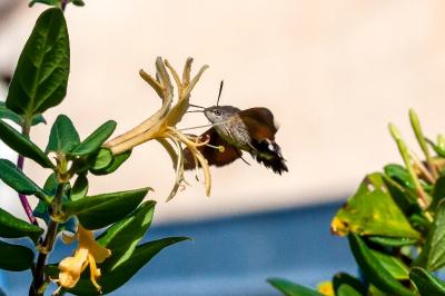 <i>Macroglossum stellatarum</i>