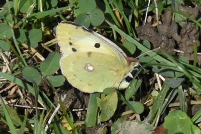 <i>Colias hyale</i>