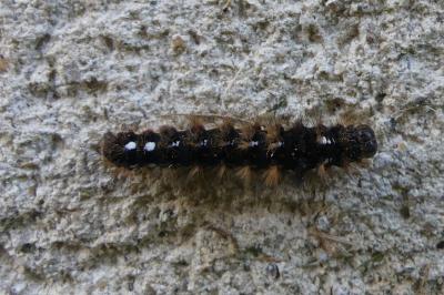 <i>Acronicta rumicis</i>