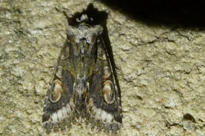 <i>Allophyes oxyacanthae</i>
