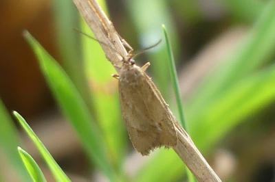 <i>Diurnea lipsiella</i>