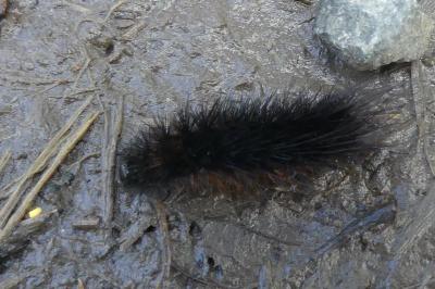 <i>Arctia testudinaria</i>