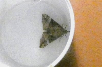 <i>Hypena obsitalis</i>