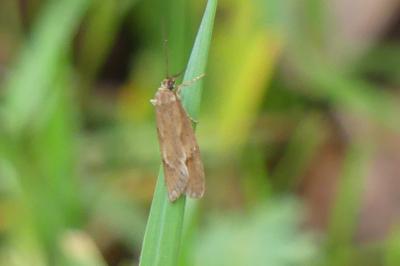 <i>Diurnea lipsiella</i>