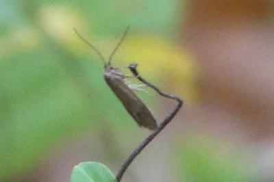 <i>Diurnea lipsiella</i>