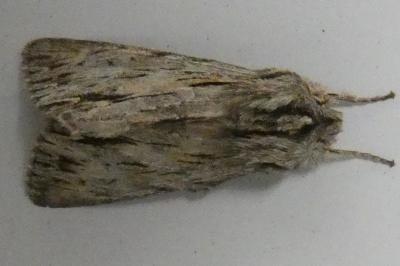 <i>Asteroscopus sphinx</i>