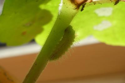 <i>Cacyreus marshalli</i>