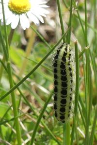 <i>Zygaena filipendulae</i>