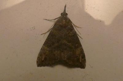 <i>Hypena obsitalis</i>