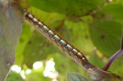<i>Lasiocampa quercus</i>
