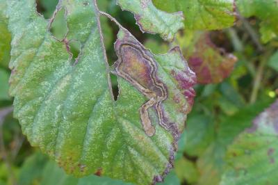 <i>Stigmella aurella</i>